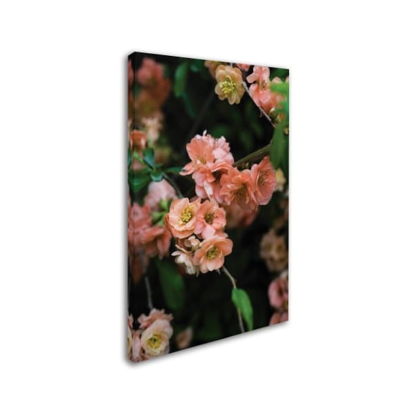 Kurt Shaffer 'Peachy Spring 2' Canvas Art,16x24